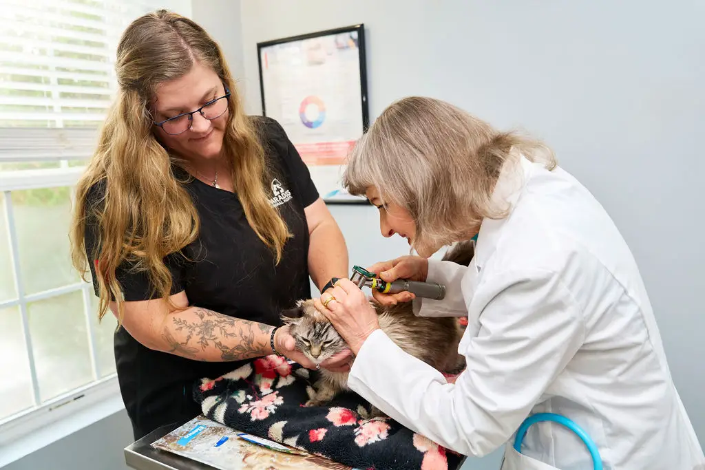 Cat receiving an ear exam during a feline wellness appointment at Paradocs Animal Hospital in Locust Grove, VA.