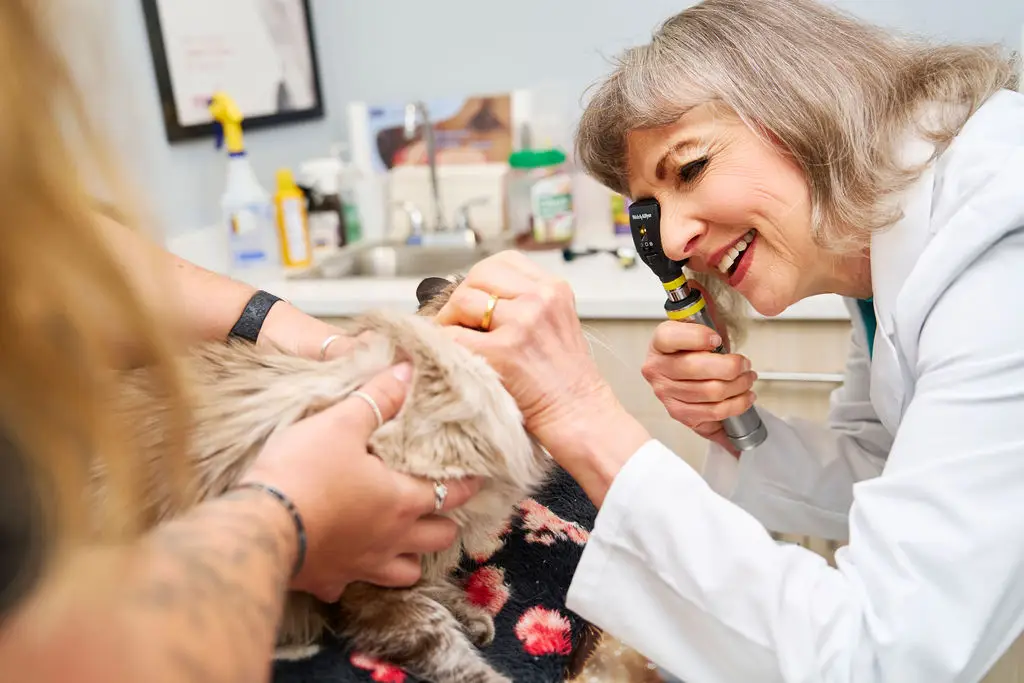 Veterinarian examining a cat’s ear during a feline wellness appointment at Paradocs Animal Hospital in Locust Grove, VA.