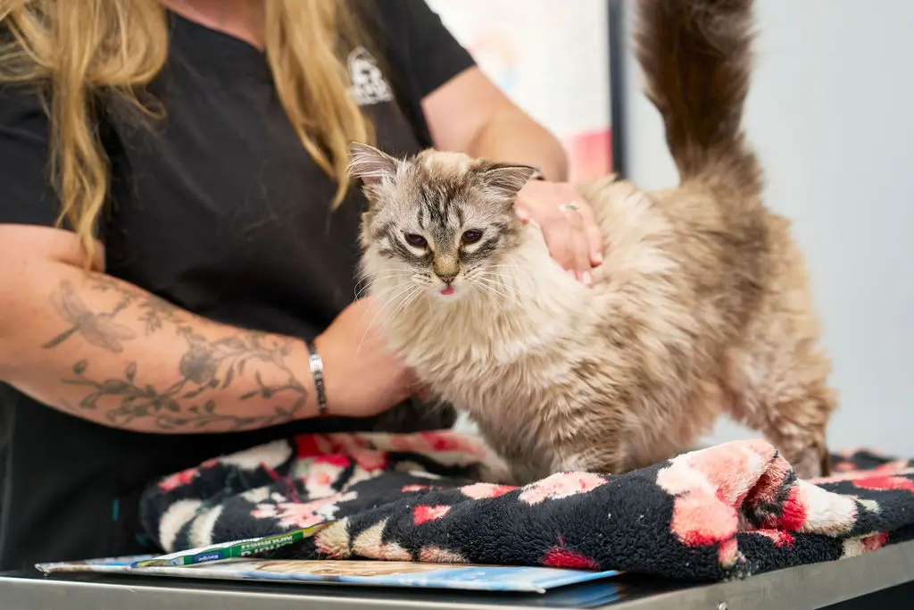 Fluffy cat being comforted during a feline wellness appointment at Paradocs Animal Hospital in Locust Grove, VA.