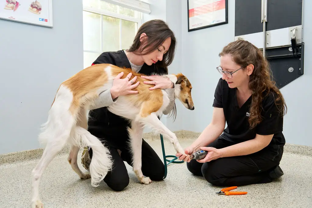 Dog receiving a nail trim from the veterinary team during a grooming appointment at Paradocs Animal Hospital in Locust Grove, VA.